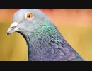 鳩の羽の光沢がキレイな件