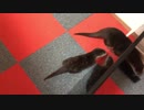 ちぃたんの後をずっと付いてまわるご先祖ちゃん