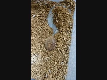 アメフクラガエル　尻ドーザー