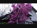 【生海月】なまくらじお【2019.3.3】