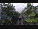 きゅうり栽培実況vol.74   H30秋23  平成30年秋作、おしまい。