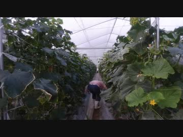 きゅうり栽培実況vol.74   H30秋23  平成30年秋作、おしまい。