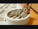 トラねこ5きょうだい（3）夜の大運動会