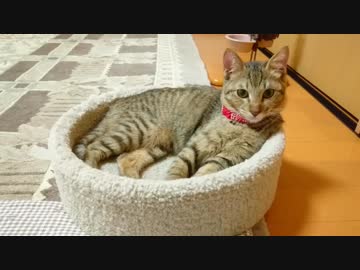 トラねこ5きょうだい（3）夜の大運動会