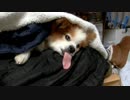 飼い主のひざ枕でまったりするワンコ（パピヨン）2