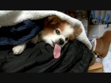 飼い主のひざ枕でまったりするワンコ（パピヨン）2