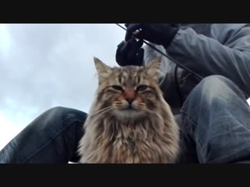 釣りをさせてくれない野良猫part１４