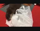 何でもゴネゴネするちぃたん
