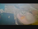 ハムスター飼いました。その64～ロボハムとプディングハムスターとひなまつり～
