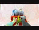 ひな祭りセキセイサザナミ