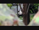 2018/12/10　なかなかお目にかかれない野生出身パンダ龍龍（ロンロン）さん