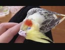 生後9年目のオカメインコが、まだまだ元気な甘えんぼです。