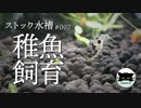 【ストック水槽#2】アベニーパファーの稚魚飼育（自己流）