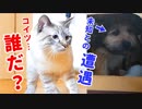 ビビリの子猫が大型犬と初対面した結果…
