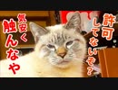 猫が体に乗ってきたのでナデナデしてたら急に怒られました…
