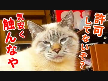 猫が体に乗ってきたのでナデナデしてたら急に怒られました…