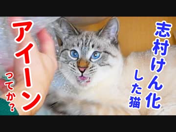 猫が興奮しすぎて変な顔になっちゃいました…