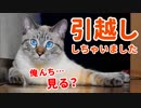 引越し初日から新居に慣れすぎた猫がしっぽフリフリで家を案内してくれました