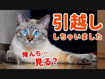 引越し初日から新居に慣れすぎた猫がしっぽフリフリで家を案内してくれました