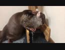 水の飲み方の癖が強すぎるカワウソ