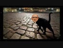 黒猫と化した土方