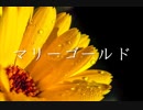 マリーゴールド　歌ってみた@kai