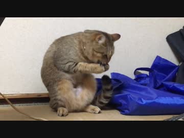 ＃80　最高のおもちゃ？