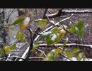 西川輝寿　Snow On Leaves Of Trees