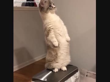 ぬこ大地に立つ(=^・^=)