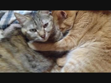 拾いねこ＠生後2432/2399日目　月音さんを抱き寄せるアコさん・・