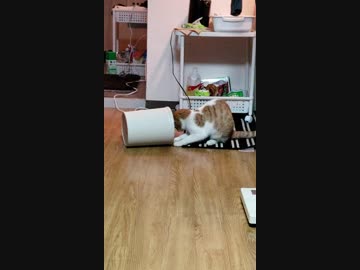 ゴミ箱に何かを見出だす猫
