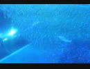 さかなの群れ　blue Fish 冨安泰生