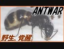 アリVS飛べないハエ～失われた当たり前～