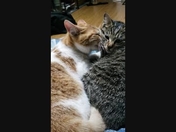 互いの舐め処がわかる猫たち