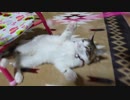 ピユーーーーーシュシュシュシュ！娘のこのテンションは！！！