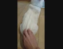背中ウェーブが★すごい★