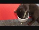 ササミ大好きカワウソご先祖ちゃん