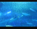 Fish blue 田村亮介＠さいたま市