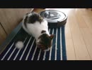 ルンバ「ゴミですね」猫「エサ消えた」
