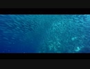 Sardines Run