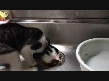 イタズラ現場を押さえられた猫