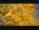 蓮尾としき　Close Up of Yellow Tree