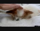 大きなお耳のワンコ（パピヨン）