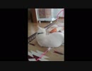 たびたび我に返るぬこ