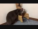 癖の強い水の飲み方を後輩に教えるカワウソ
