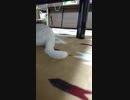 先っぽだけが立つよ♡