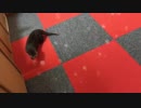 シャボン玉を見てアワアワするカワウソご先祖ちゃん
