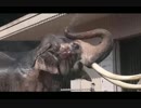 水浴びを楽しむアジアゾウのボンさん(金沢動物園)