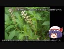 ゆっくり農民101畑を拓いてみませんか？#23