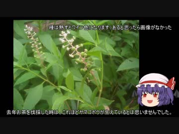 ゆっくり農民101畑を拓いてみませんか？#23